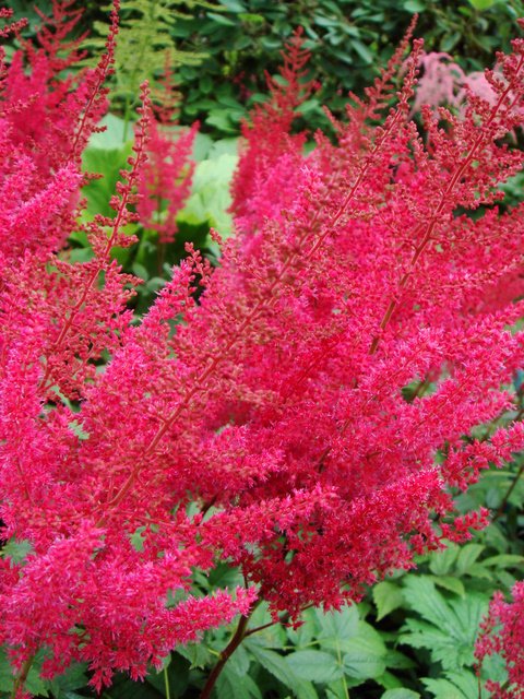 Astilbe x arendsii 'Paul Gaarder' fleur
